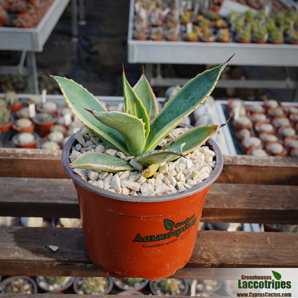 Agave celsii variagated  Cyprus Cactus
