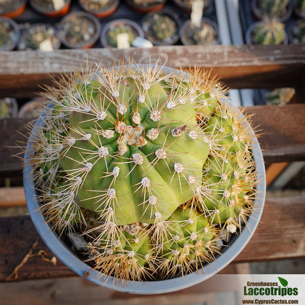 Gymnocalycium chacoense  Cyprus Cactus