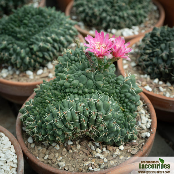 Gymnocalycium baldianum cristata monstrosus – Cyprus Cactus