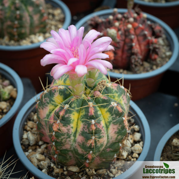 Gymnocalycium paraguayense variegated – Cyprus Cactus