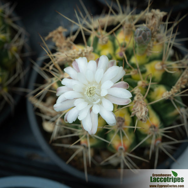 gymnocalycium damsii Gymnocalycium damsii variegated – Cyprus Cactus