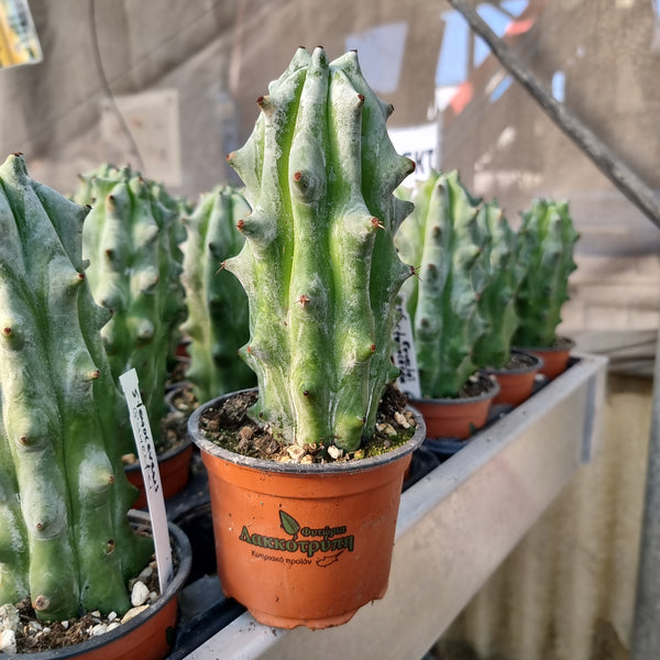 Stenocereus buneckei Cyprus Cactus