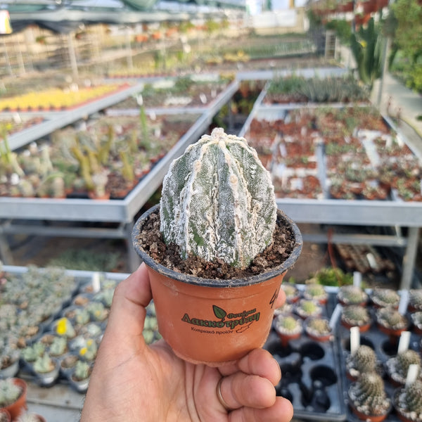Astrophytum myriostigma Hakuun Fukuryu  Cyprus Cactus