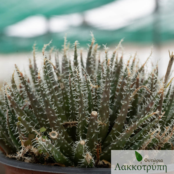 aloe vera after sun spray Aloe Vera Aftersun Gel Tube Bondi Sands main image 1