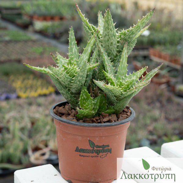 Aloe squarrosa – Cyprus Cactus