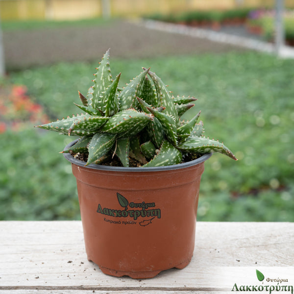 Aloe pepe – Cyprus Cactus