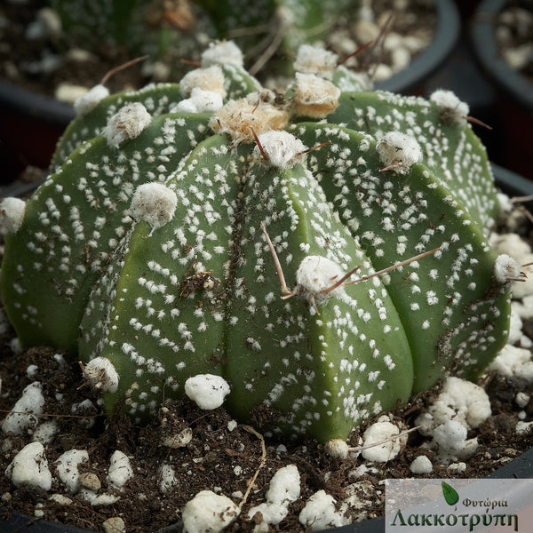 Astrophytum asterias hybrid – Cyprus Cactus