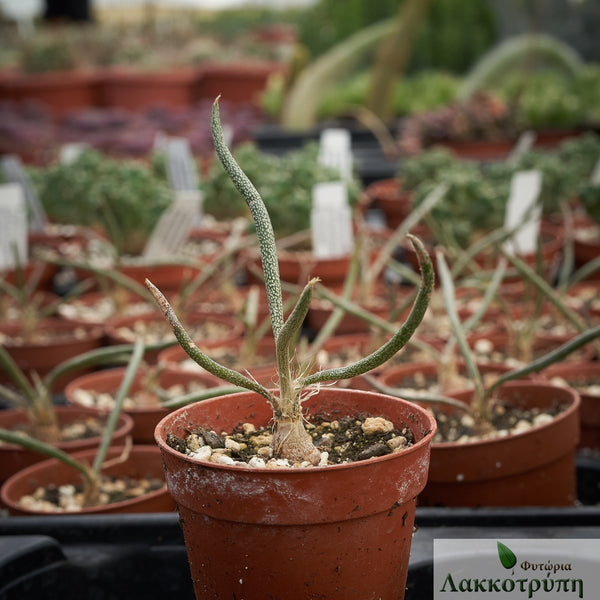 Astrophytum caput-medusae – Cyprus Cactus