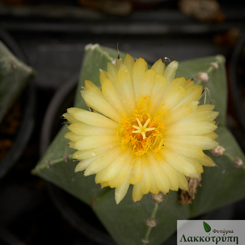 Astrophytum myriostigma