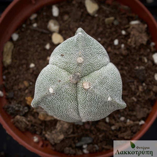 Astrophytum myriostigma tricostatum – Cyprus Cactus