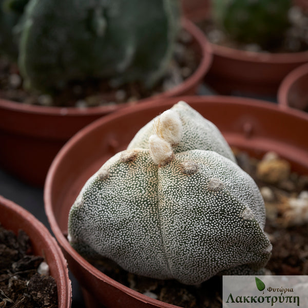 Astrophytum myriostigma tricostatum – Cyprus Cactus