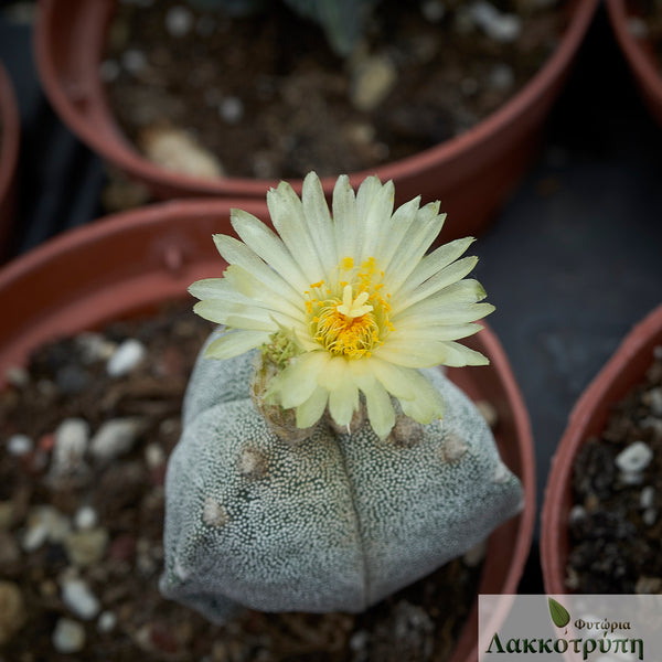 Astrophytum myriostigma tricostatum – Cyprus Cactus