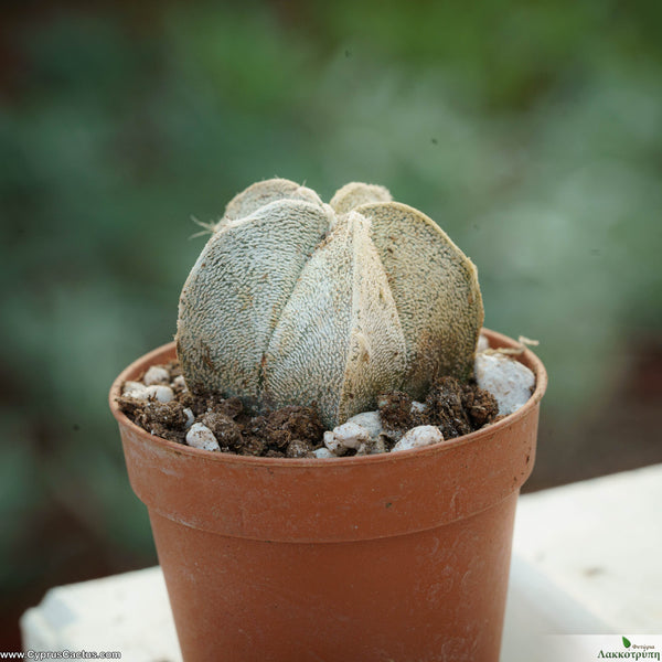 Astrophytum coahuilense  Cyprus Cactus