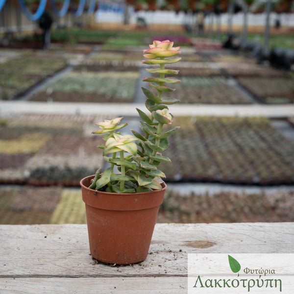 crassula perforata variegata Crassula perforata variegata – Cyprus Cactus