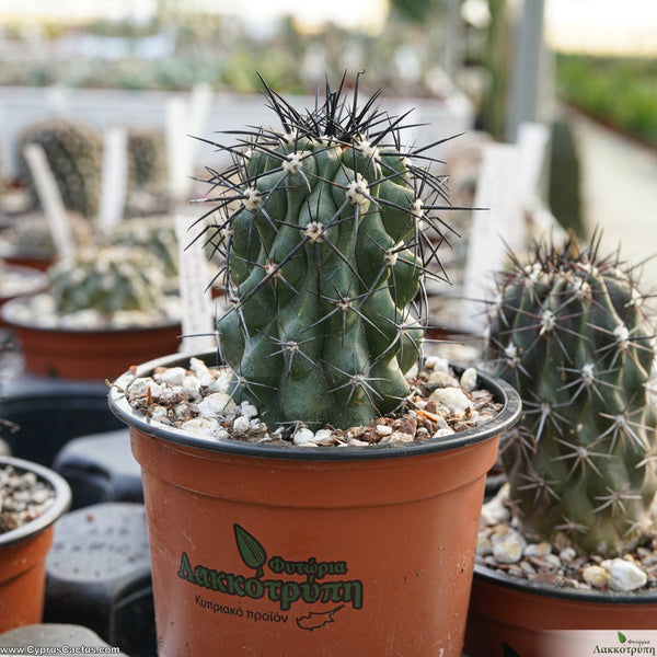 Copiapoa megarhiza Cyprus Cactus