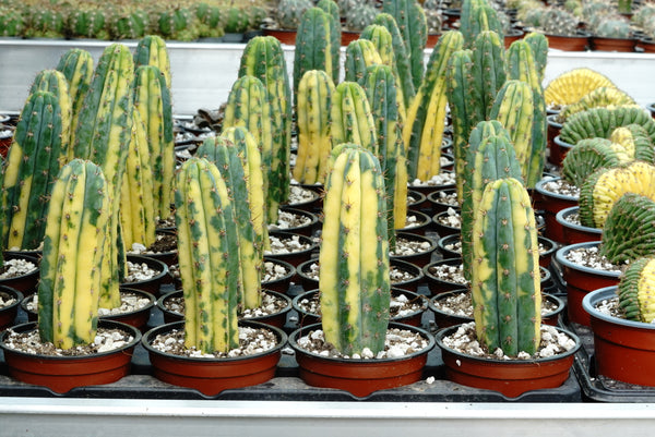 variegated san pedro cactus Trichocereus pachanoi variegated ( San Pedro ) – Cyprus Cactus