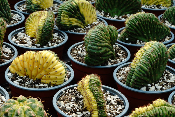Trichocereus pachanoi cristate variegated ( San pedro ) – Cyprus Cactus