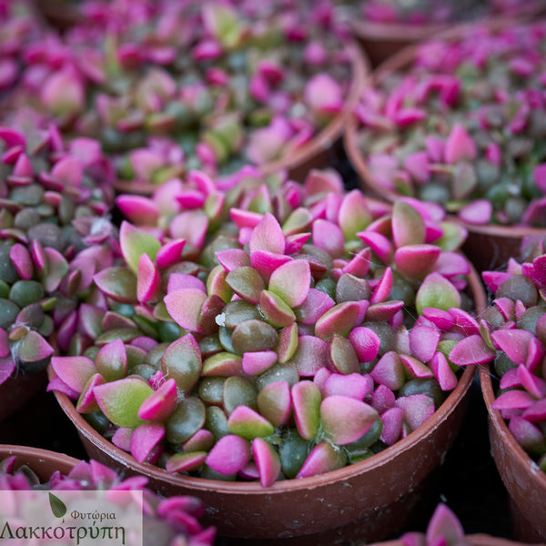 Anacampseros rufescens variegata – Cyprus Cactus