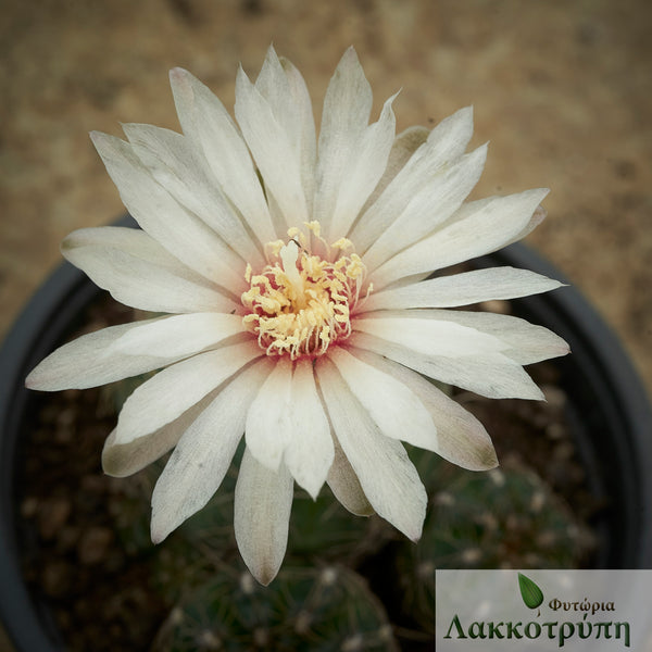Gymnocalycium mesopotamicum – Cyprus Cactus