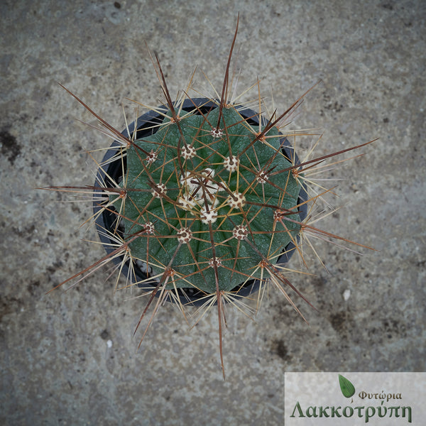 Melocactus ernestii – Cyprus Cactus