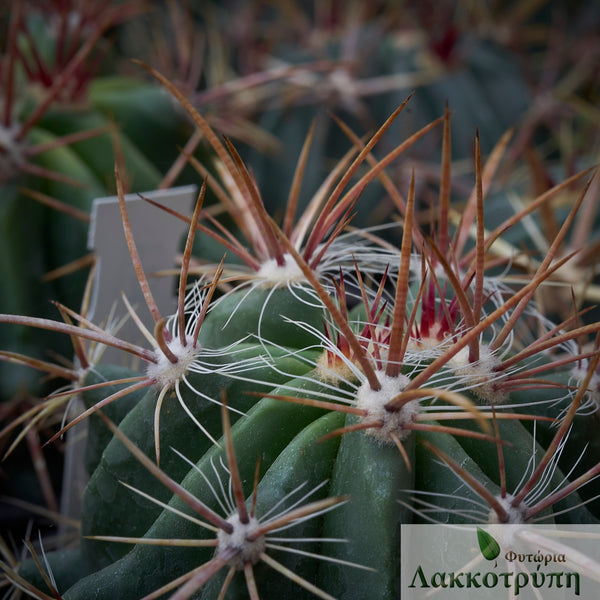 Ferocactus pilosus Cyprus Cactus