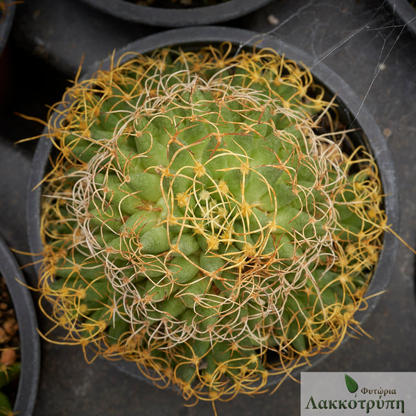 Mammillaria camptotricha – Cyprus Cactus