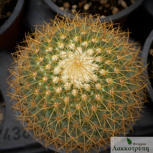 Mammillaria rhodantha – Cyprus Cactus