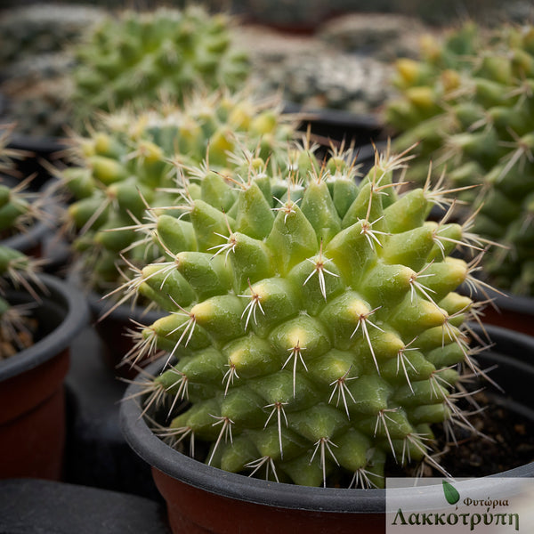 Mammillaria compressa variegata – Cyprus Cactus