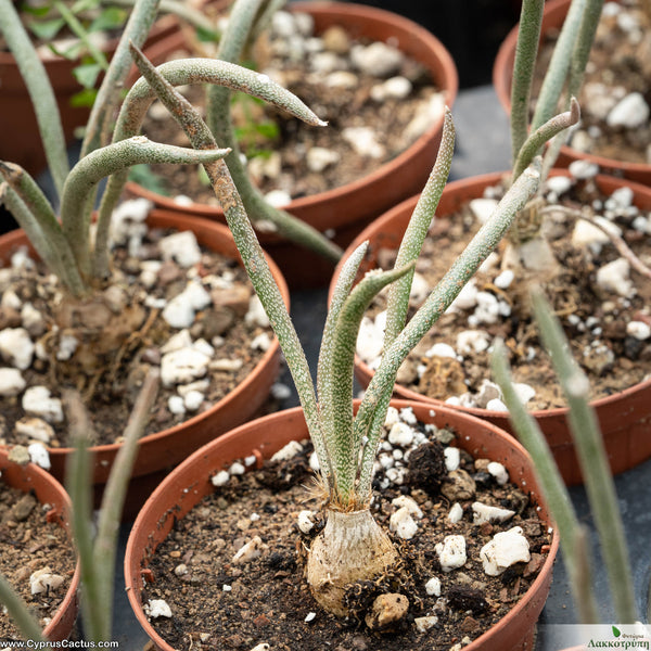 49 Astrophytum caput-medusae　アストロフィツム　カプトメデューサ Astrophytum caput-medusae seedling \u2014 SATURDAYS Succulents