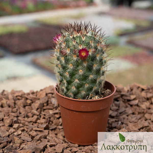 Mammillaria microhelia – Cyprus Cactus