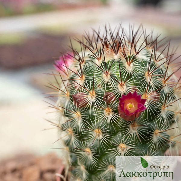 Mammillaria microhelia – Cyprus Cactus