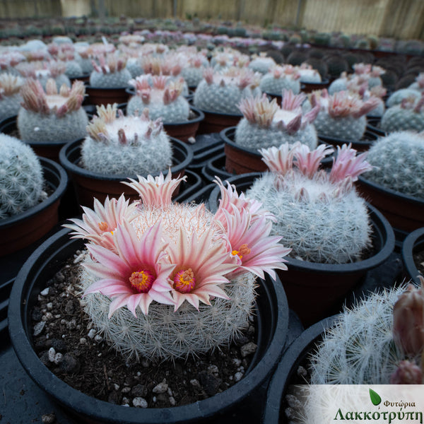Mammillaria candida – Cyprus Cactus
