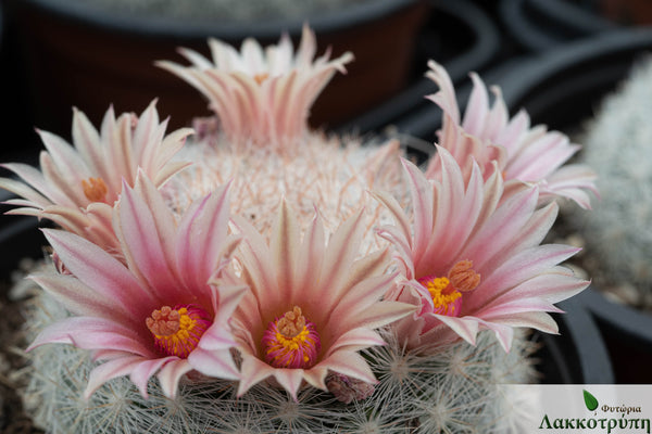 Mammillaria candida – Cyprus Cactus