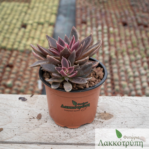 serrana succulent Echeveria serrana – Cyprus Cactus