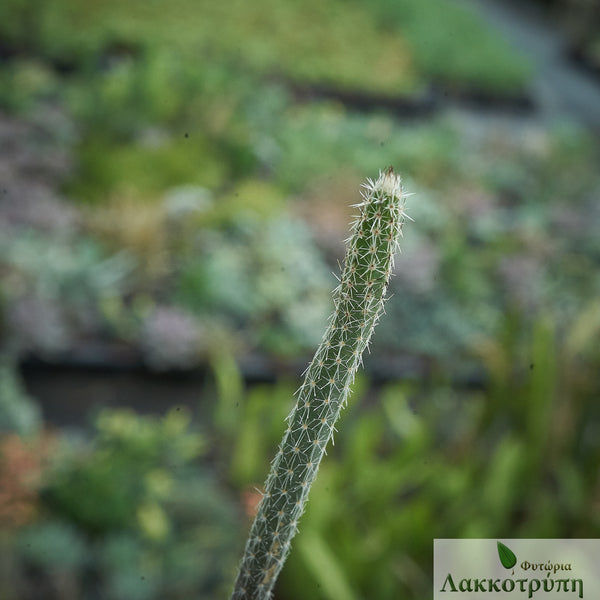 Echinocereus poselgeri – Cyprus Cactus