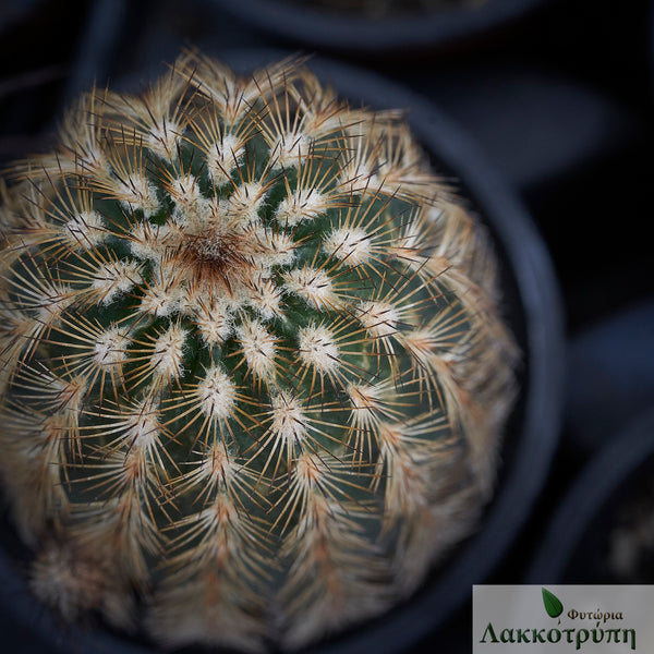 echinocereus fitchii Echinocereus reichenbachii fitchii – Cyprus Cactus