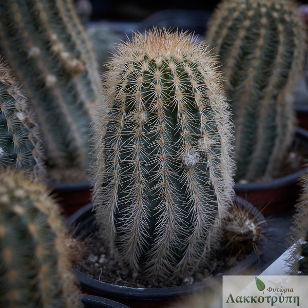 Echinocereus reichenbachii fitchii – Cyprus Cactus