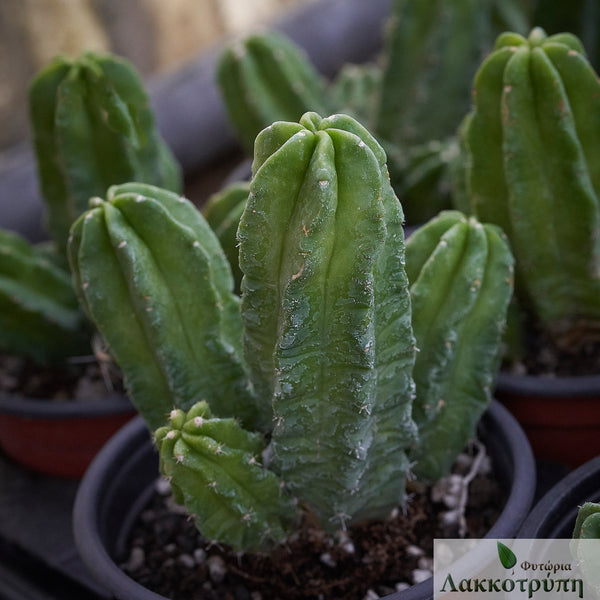 Echinocereus viereckii ssp morricalii – Cyprus Cactus