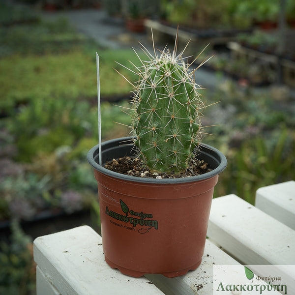 Echinocereus stramineus – Cyprus Cactus