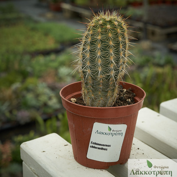 Echinocereus viridiflorus chloranthus – Cyprus Cactus
