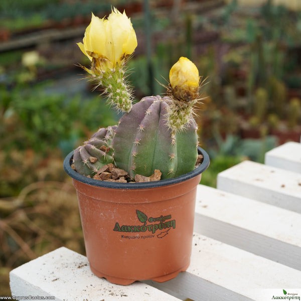 Echinocereus subinermis – Cyprus Cactus