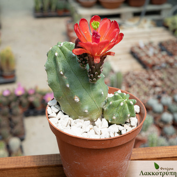 Echinocereus triglochidiatus inermis – Cyprus Cactus
