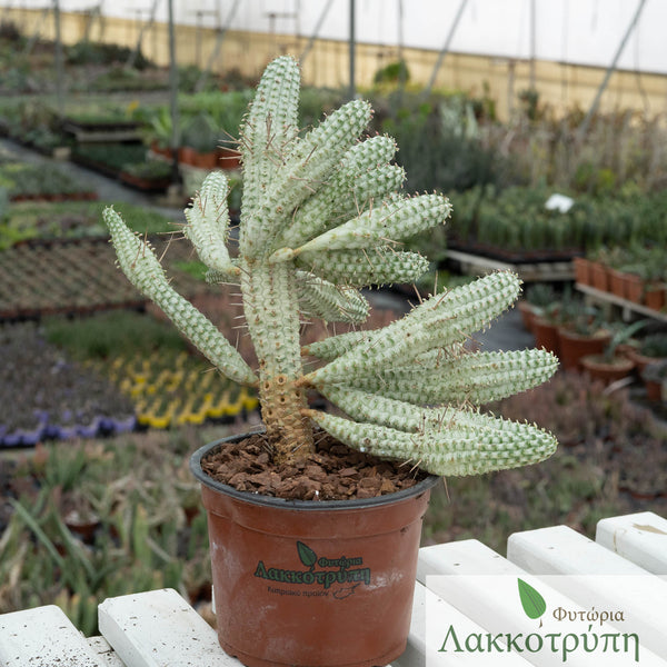 Euphorbia mammillaris variegata – Cyprus Cactus
