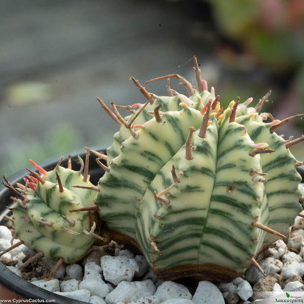 Euphorbia meloformis f. variegated – Cyprus Cactus