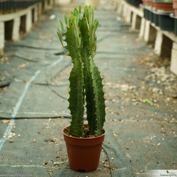 euphorbia-trigona-cyprus-cactus