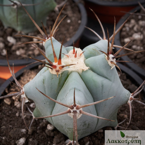 Echinocactus ingens – Cyprus Cactus