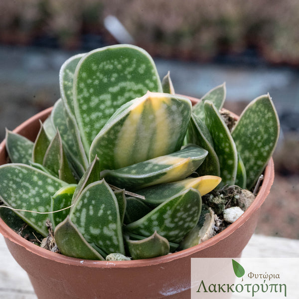 gasteria verrucosa variegata Gasteria verrucosa variegata – Cyprus Cactus