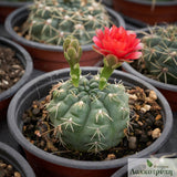 Gymnocalycium baldianum