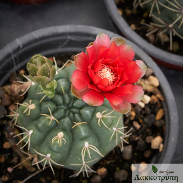 Gymnocalycium baldianum – Cyprus Cactus