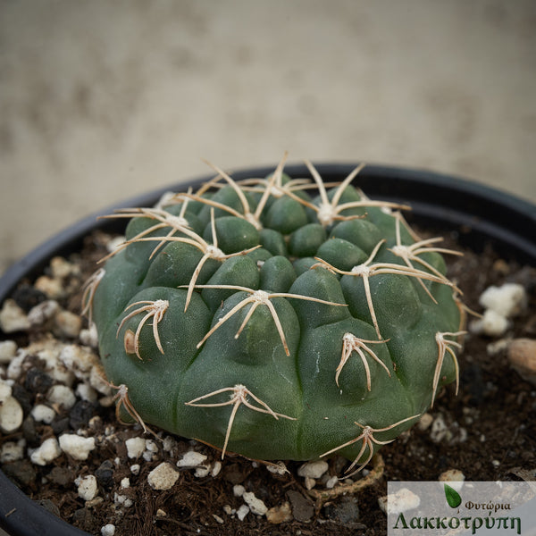 Gymnocalycium capillaense – Cyprus Cactus